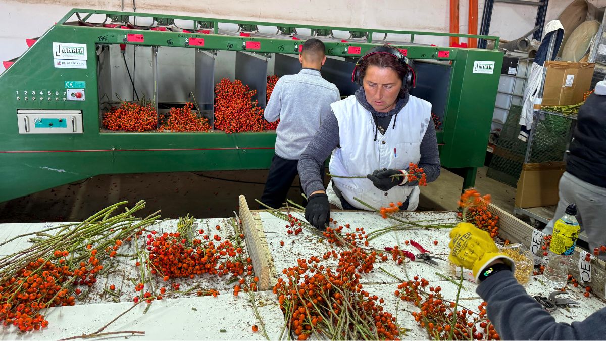 Rosehip production from Rosefruits Rosehip production from Rosefruits