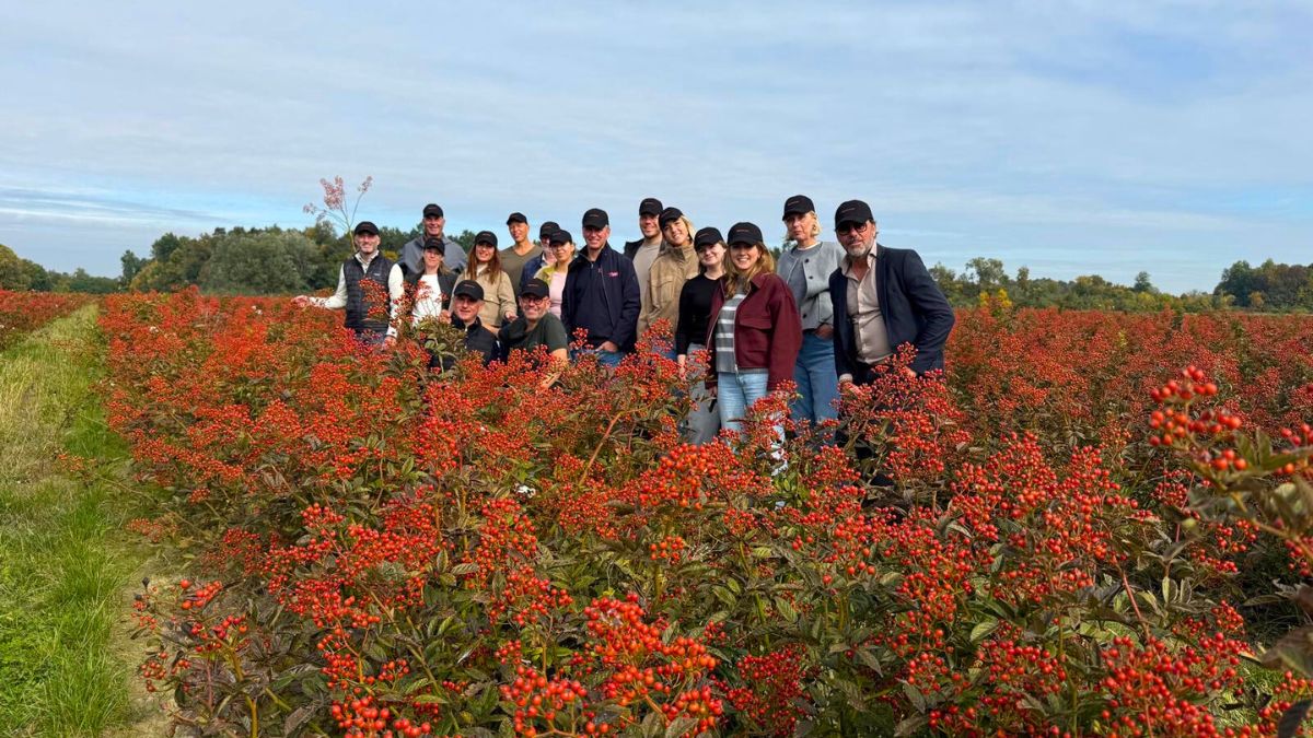 Field of Rosehips from Rosefruits Field of Rosehips from Rosefruits