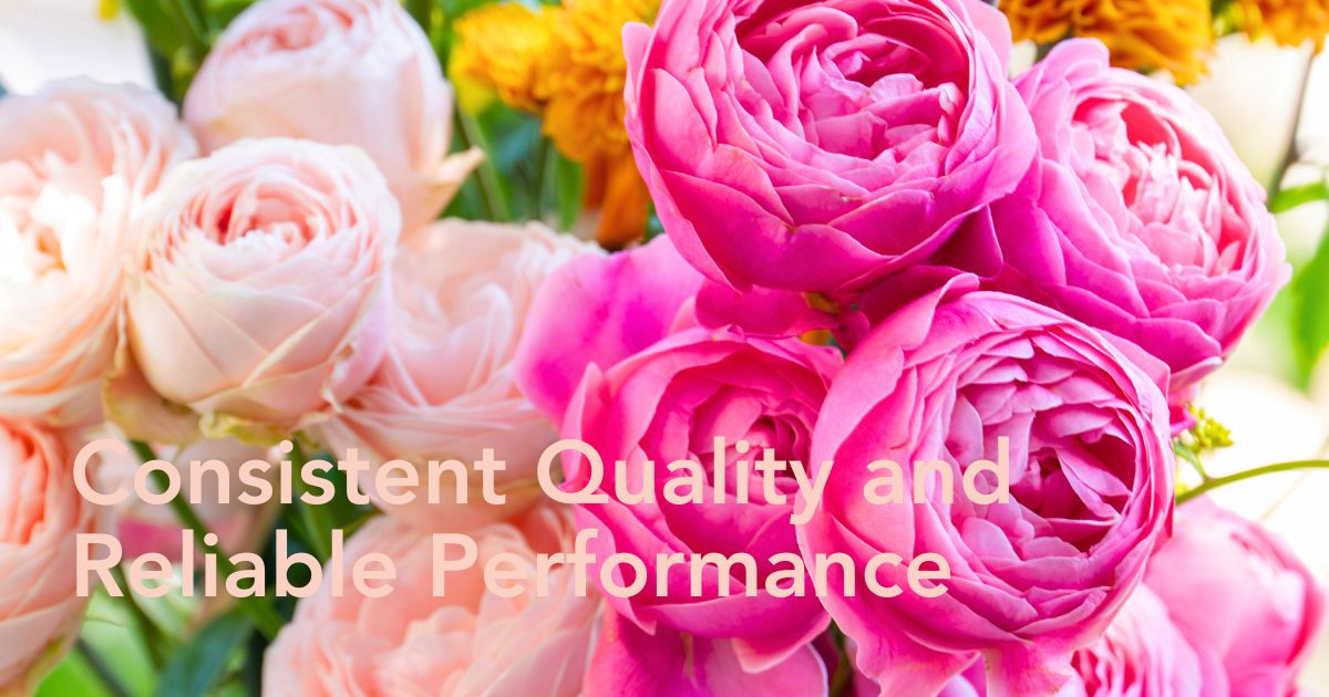 Dümmen Orange Roses Silva Sweet and Silva Pink