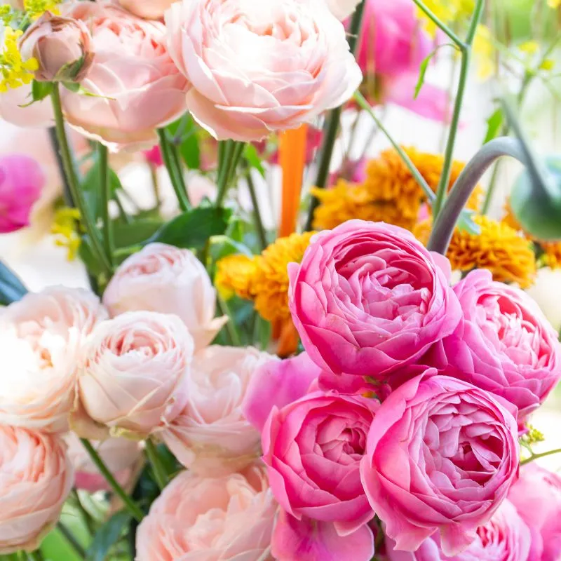 Dummen Orange Roses Silva Sweet and Silva Pink