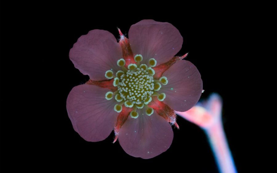 Ultraviolet Induced Fluorescence - Craig Burrows - Strawberry