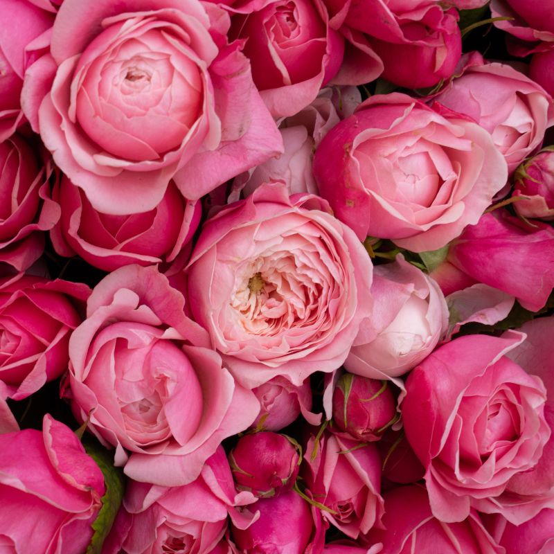 Rose Silva Pink by Dummen Orange Rose Silva Pink by Dummen Orange