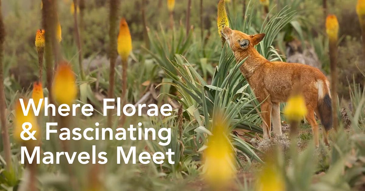 Ethiopia - Where Flowers Meet Ancient Marvels - Thursd Article