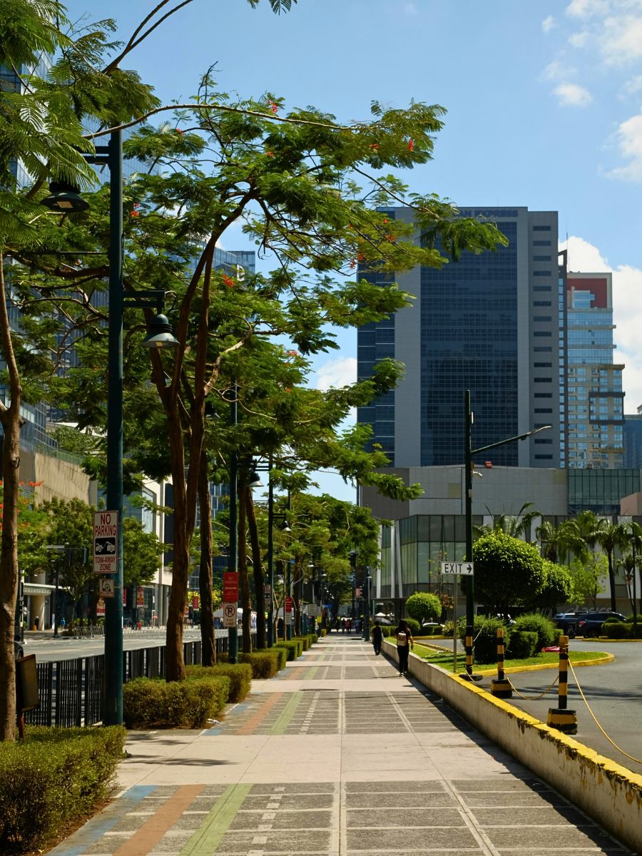 Street trees How AIPH Is Championing the Drive Toward Greener, Healthier Cities - Thursd Article