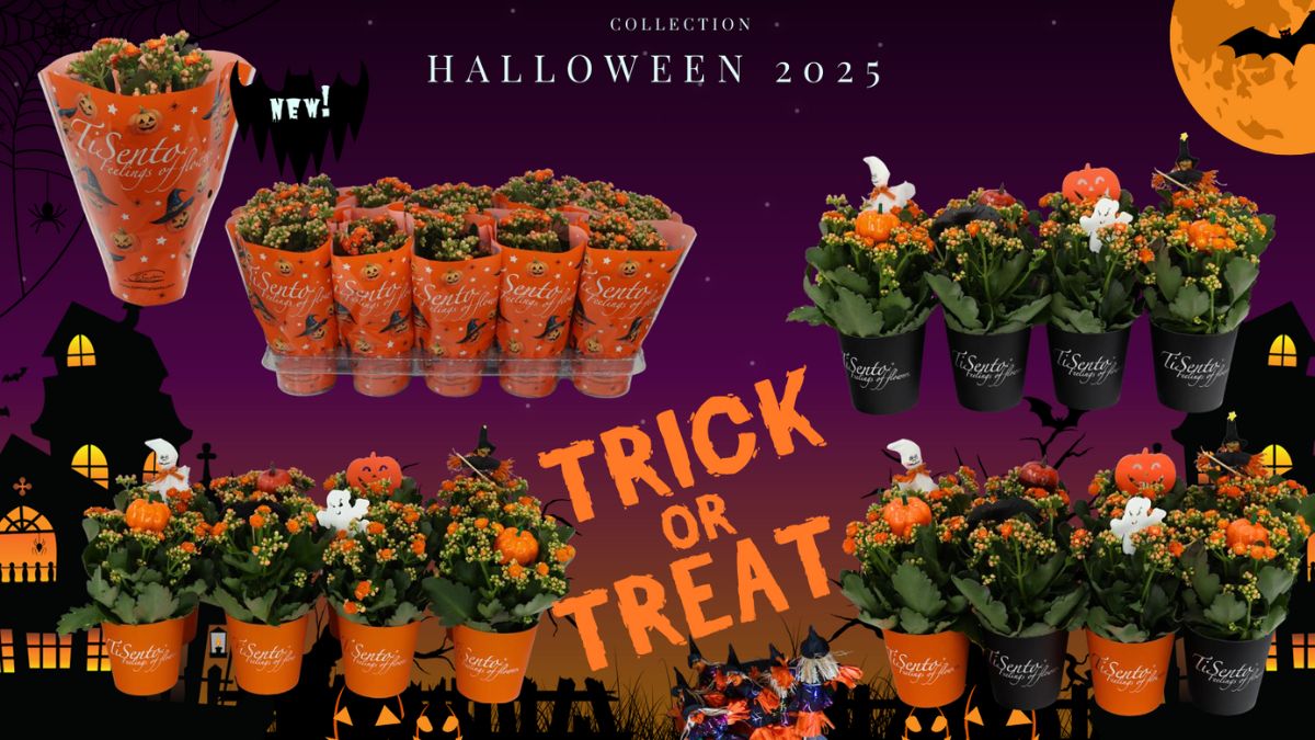 Different plants for Halloween Tisento