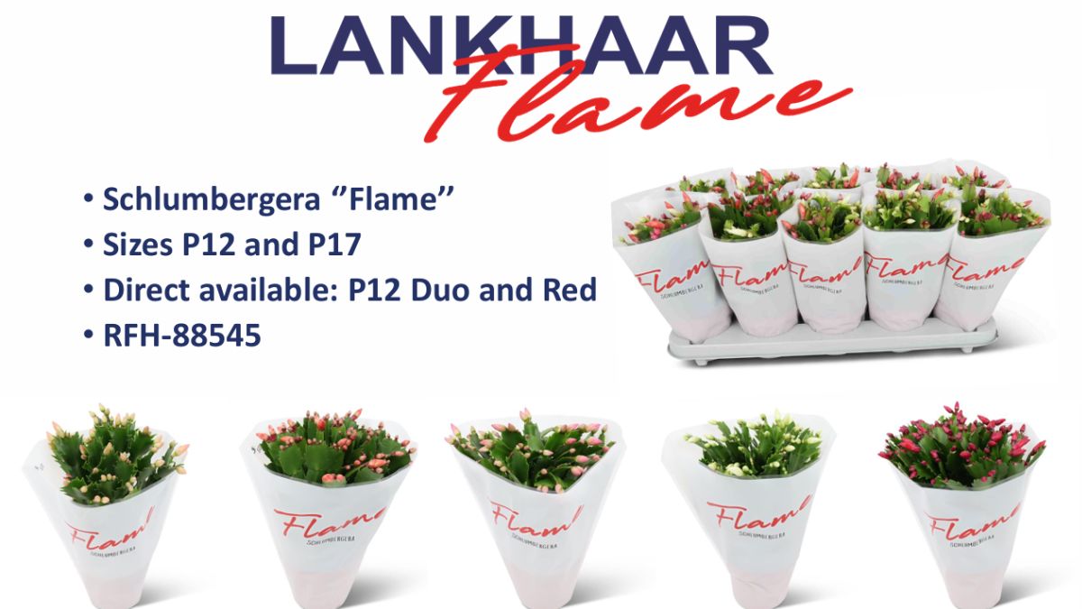 Schlumbergera Flame by Lankhaar 