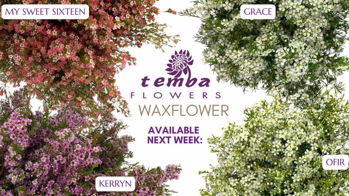 Waxflowers by Temba Flowers