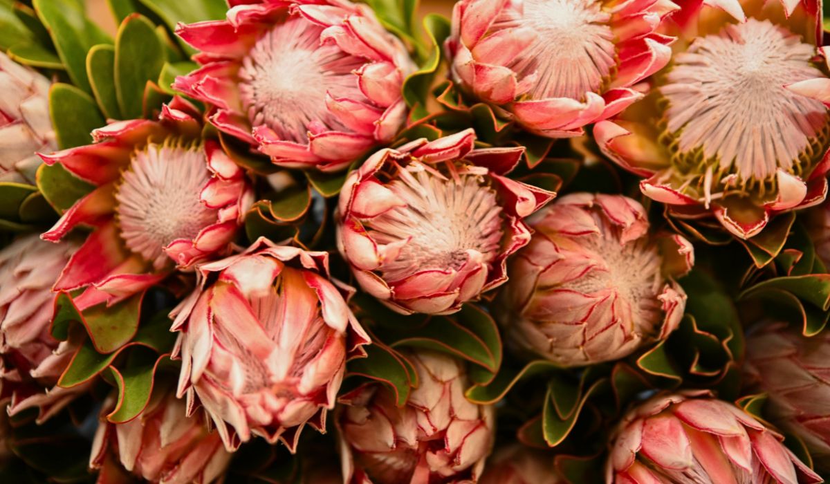 King Protea Pink Import Promotion Desk (IPD) Set to Showcase Exquisite Varieties From Their Partner Farms in Kenya, Colombia, Ecuador, South Africa and Others at the 2025 IFTF - Thursd Article