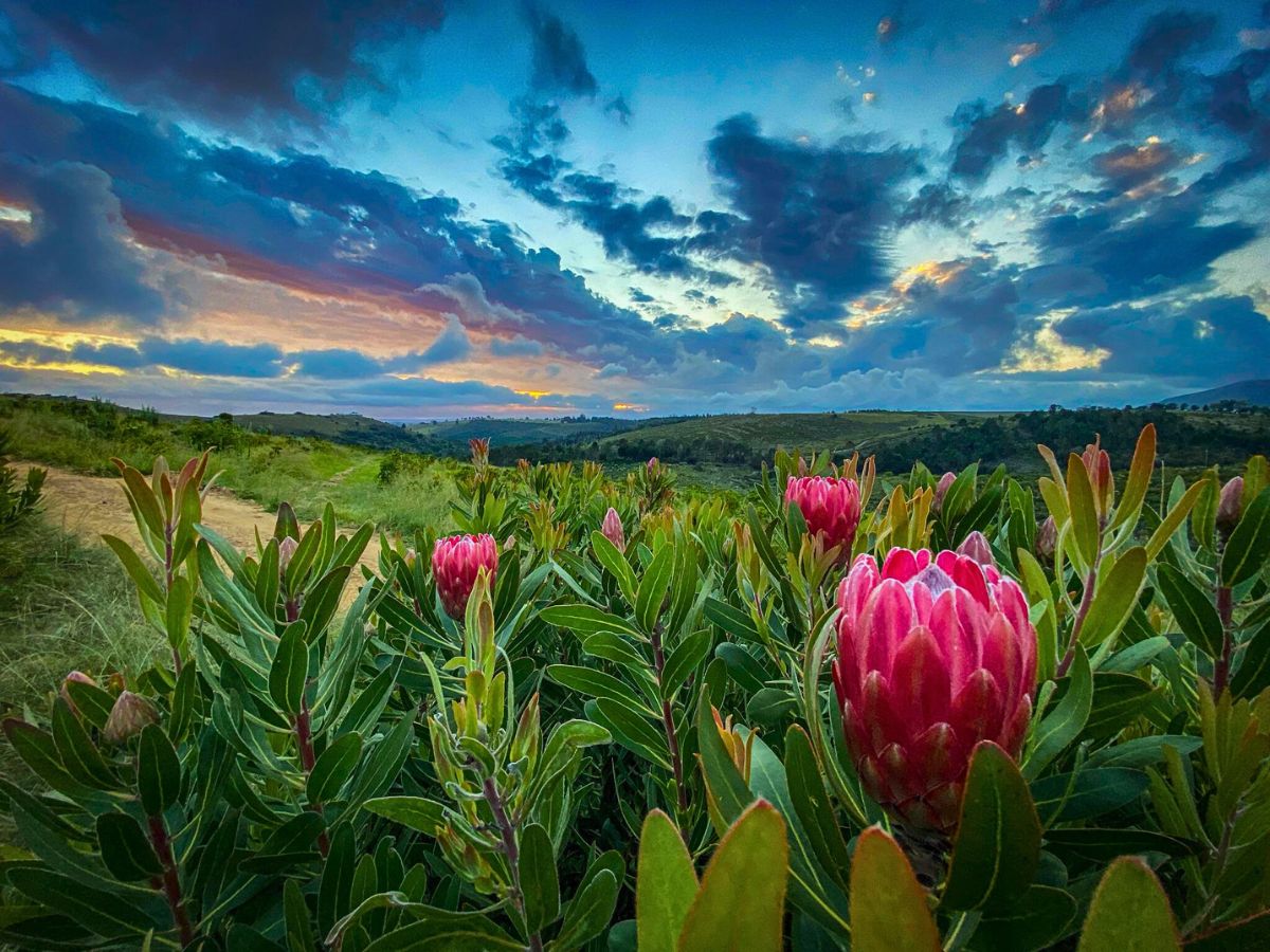 Protea Lancelot Import Promotion Desk (IPD) Set to Showcase Exquisite Varieties From Their Partner Farms in Kenya, Colombia, Ecuador, South Africa and Others at the 2025 IFTF - Thursd Article