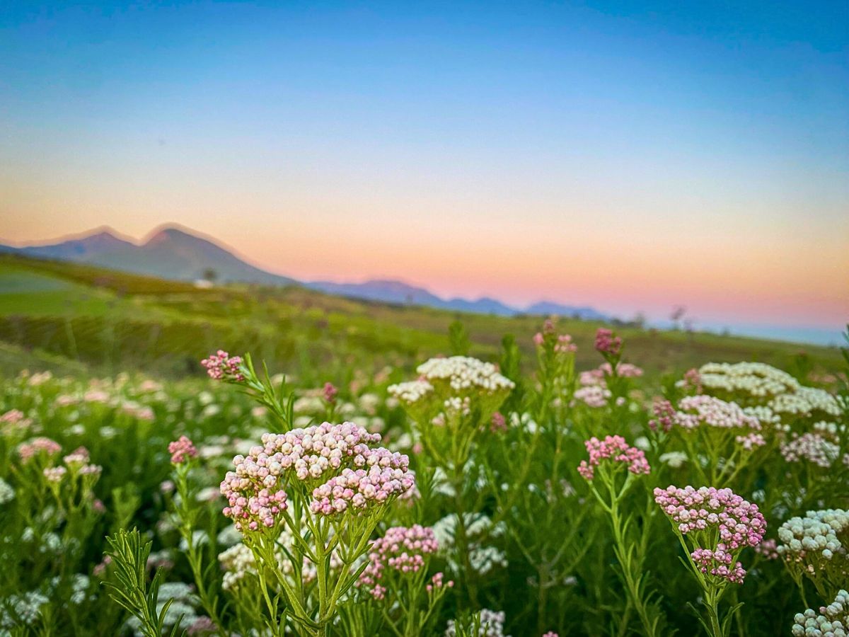 Ozothamnus diosmifolius Import Promotion Desk (IPD) Set to Showcase Exquisite Varieties From Their Partner Farms in Kenya, Colombia, Ecuador, South Africa and Others at the 2025 IFTF - Thursd Article
