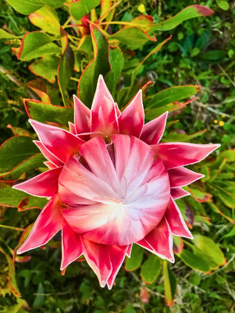 King Protea Import Promotion Desk (IPD) Set to Showcase Exquisite Varieties From Their Partner Farms in Kenya, Colombia, Ecuador, South Africa and Others at the 2025 IFTF - Thursd Article