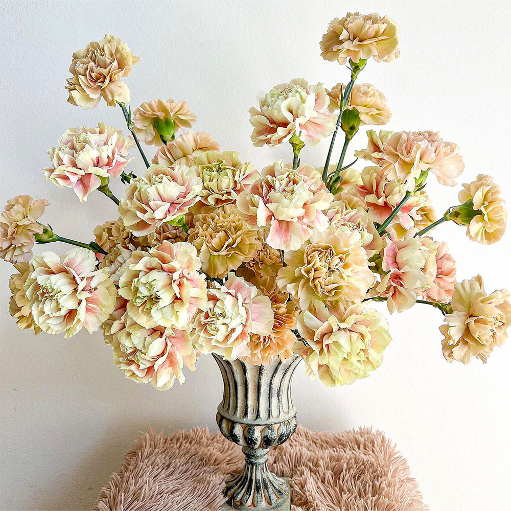 Dianthus bouquet by flowerlanedesign Dianthus bouquet by flowerlanedesign