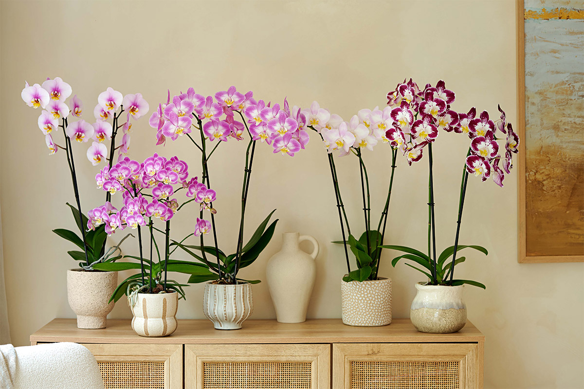 Anthura Phalaenopsis Sunca five series Anthura Phalaenopsis Sunca five series