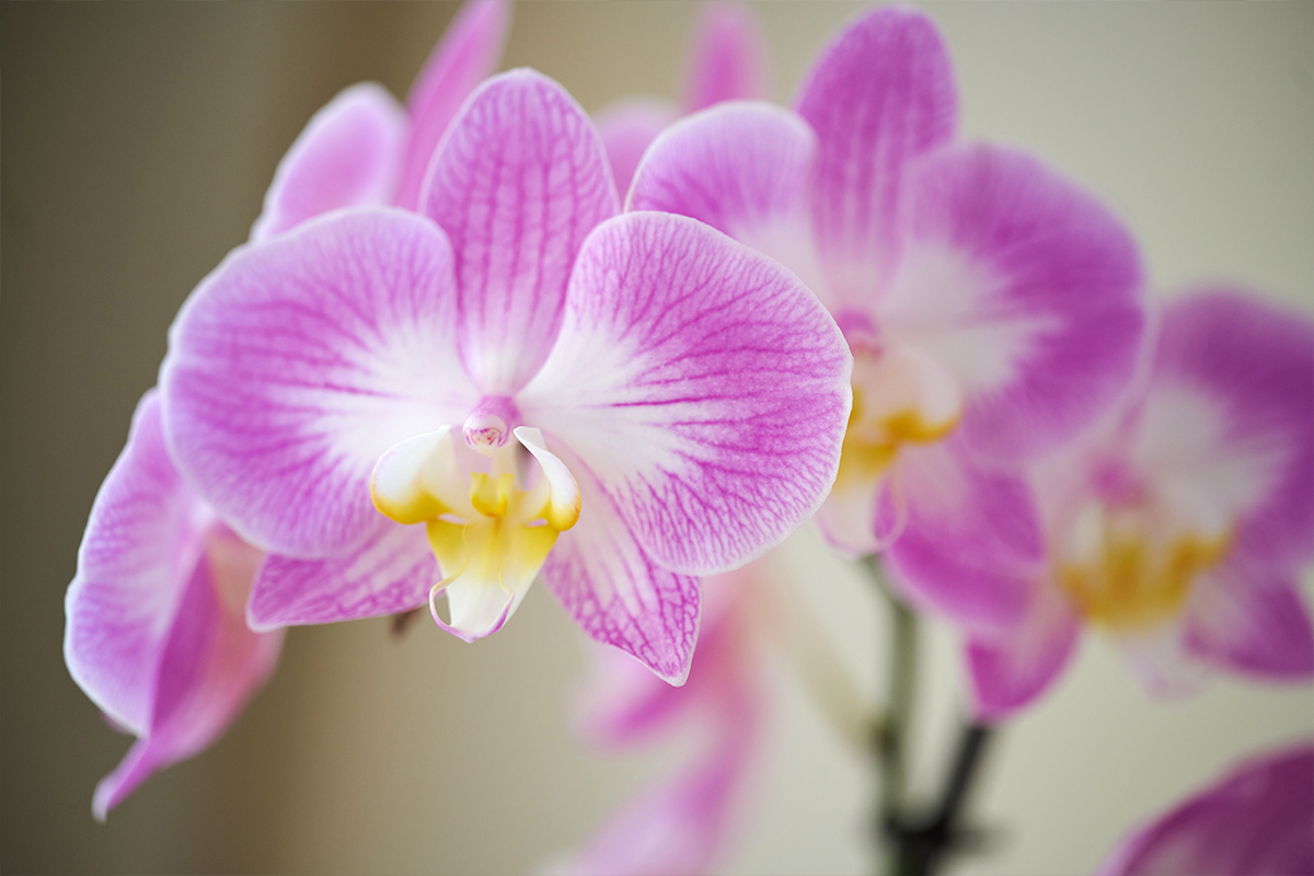 Anthura Phalaenopsis Sunca Split detail bloom Anthura Phalaenopsis Sunca Split detail bloom