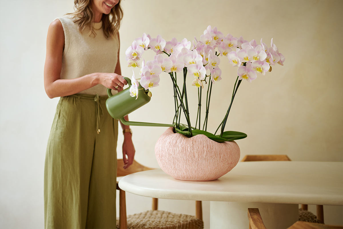 Anthura Phalaenopsis Sunca Novalja getting water Anthura Phalaenopsis Sunca Novalja getting water