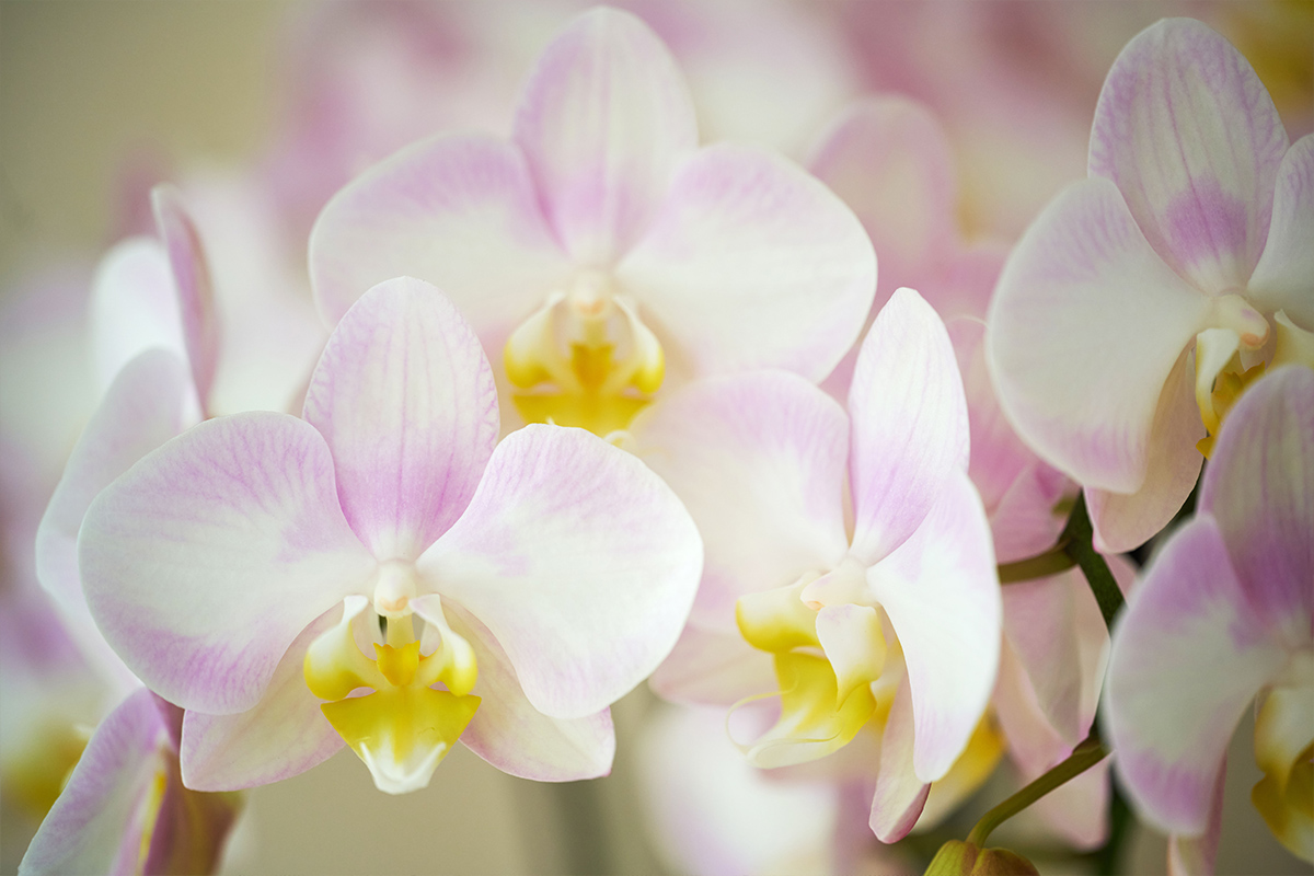 Anthura Phalaenopsis Sunca Novalja detail bloom Anthura Phalaenopsis Sunca Novalja detail bloom
