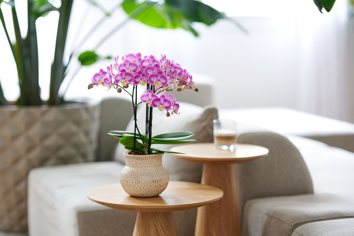 Anthura Phalaenopsis Sunca Pula on table Anthura Phalaenopsis Sunca Pula on table
