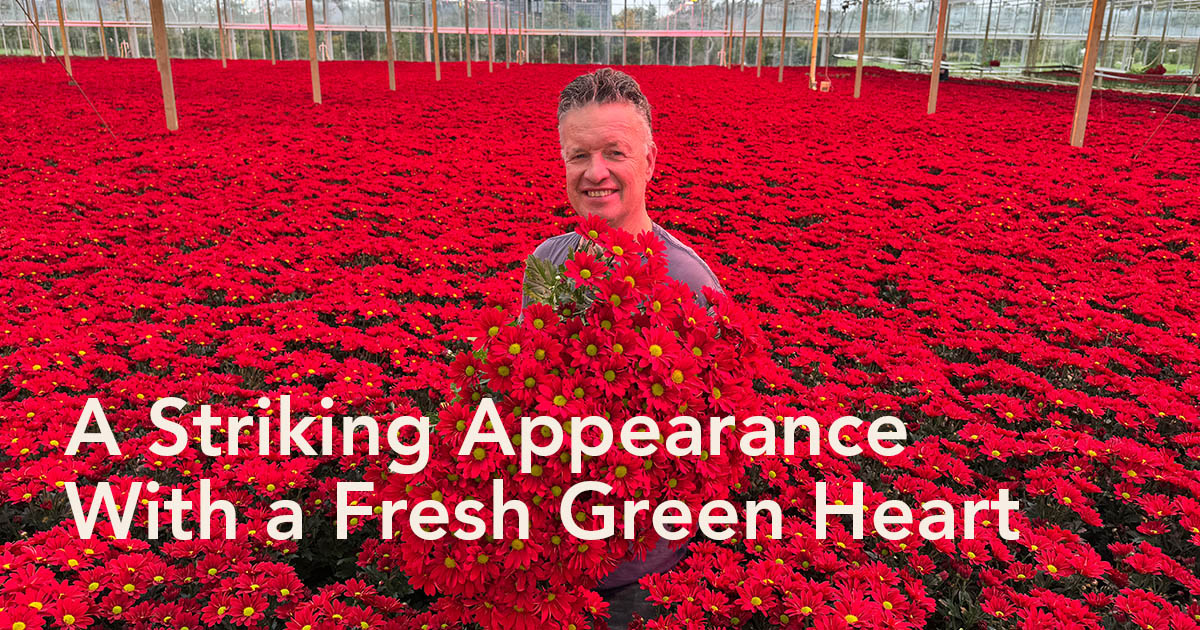 Gert Jan Klop De Molenkamp with Chrysanthemum Bontempi