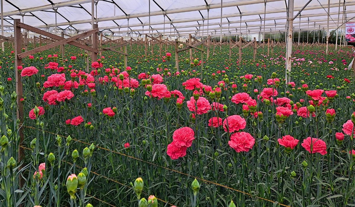 On the Road With the Import Promotion Desk (IPD) to the Flower Country of Colombia - Thursd Article