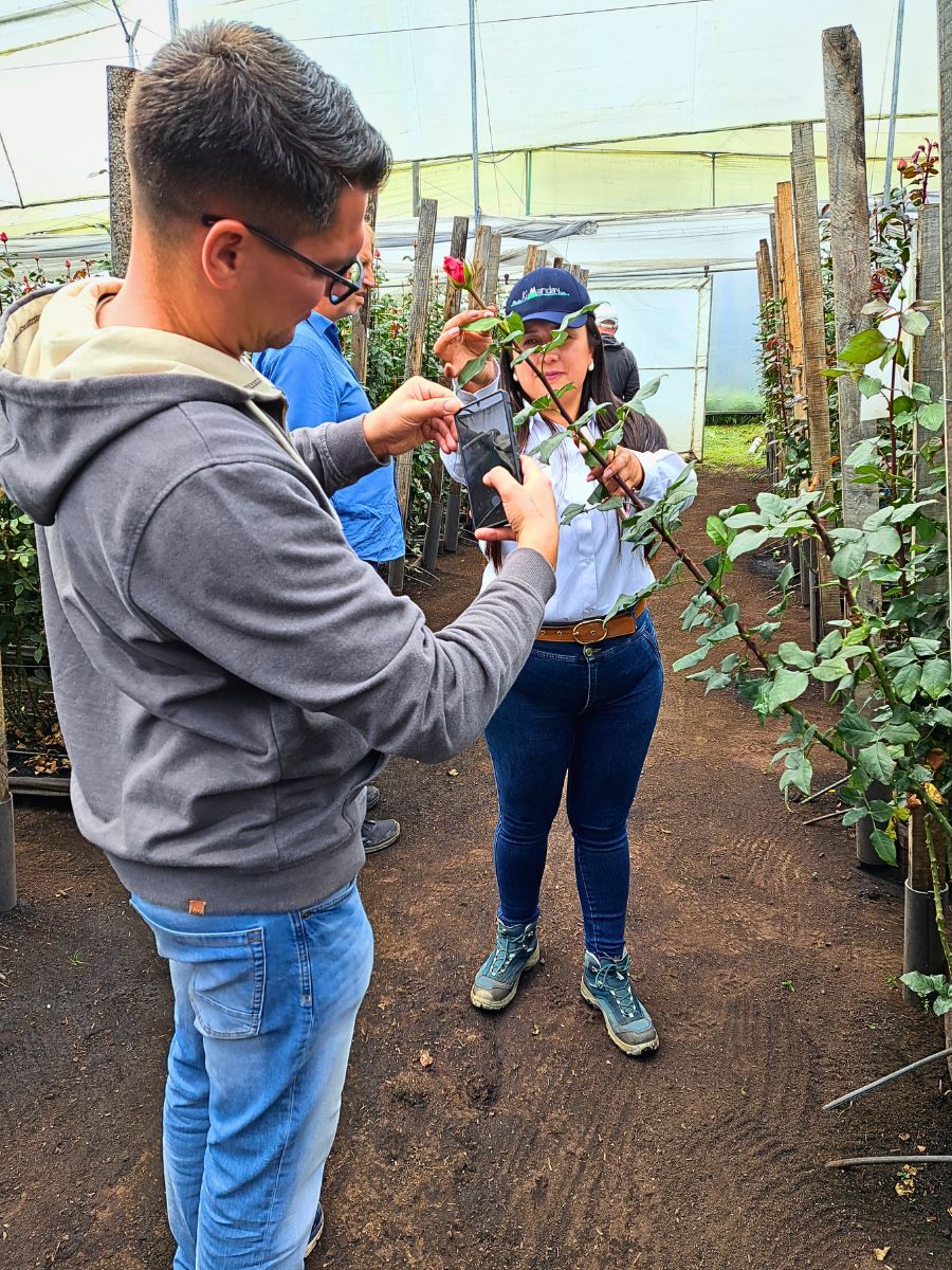 Roses at Plantas Kumanday On the Road With the Import Promotion Desk (IPD) to the Flower Country of Colombia - Thursd Article
