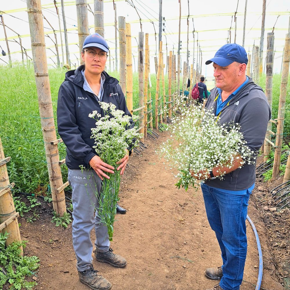 Gypsophila grown in Colombia On the Road With the Import Promotion Desk (IPD) to the Flower Country of Colombia - Thursd Article