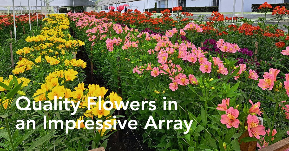 Flower Country of Colombia header
