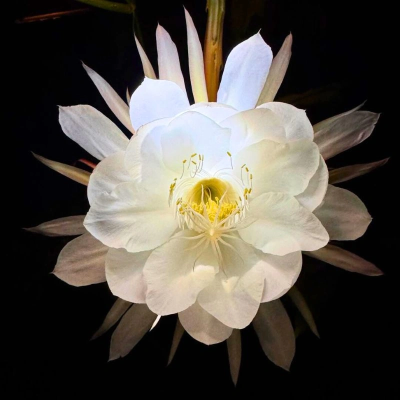 Queen of the night blooming