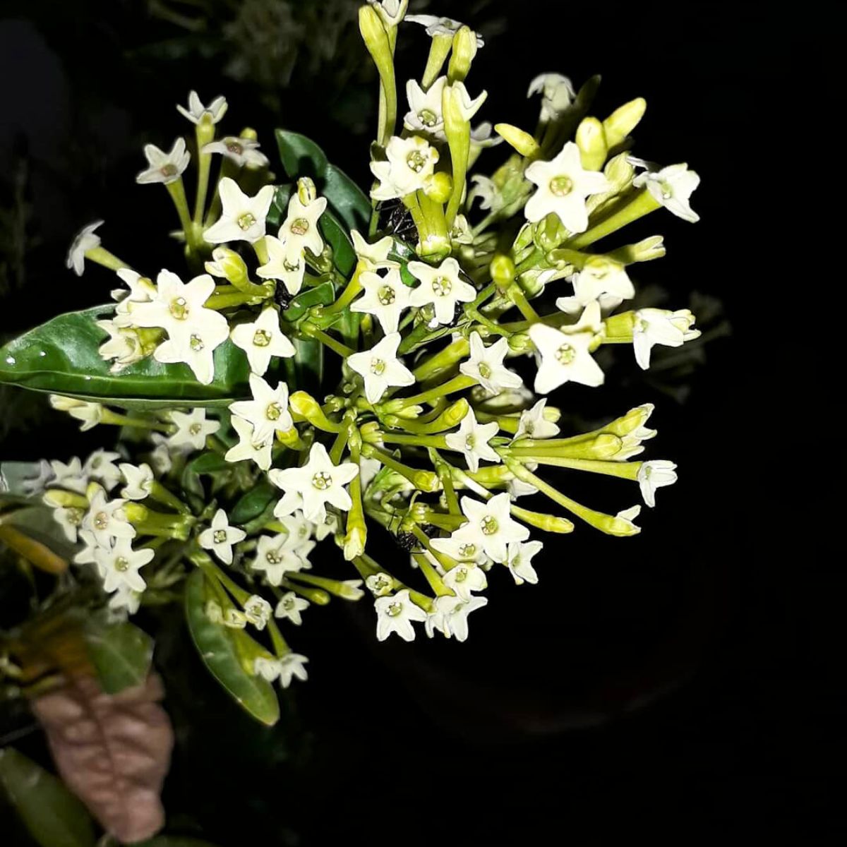 White jasmine blooming at night White jasmine blooming at night