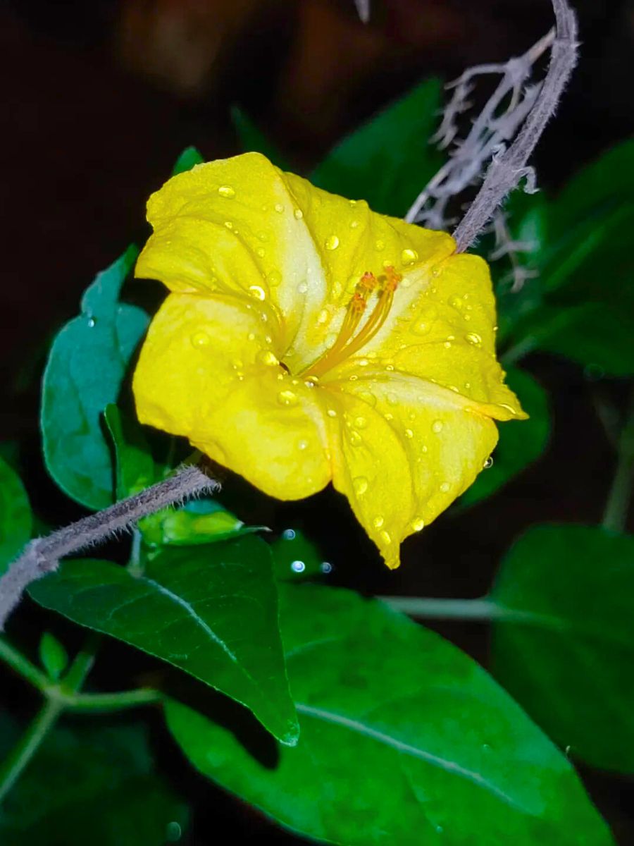 Four O Clock Alba flower Four O Clock Alba flower