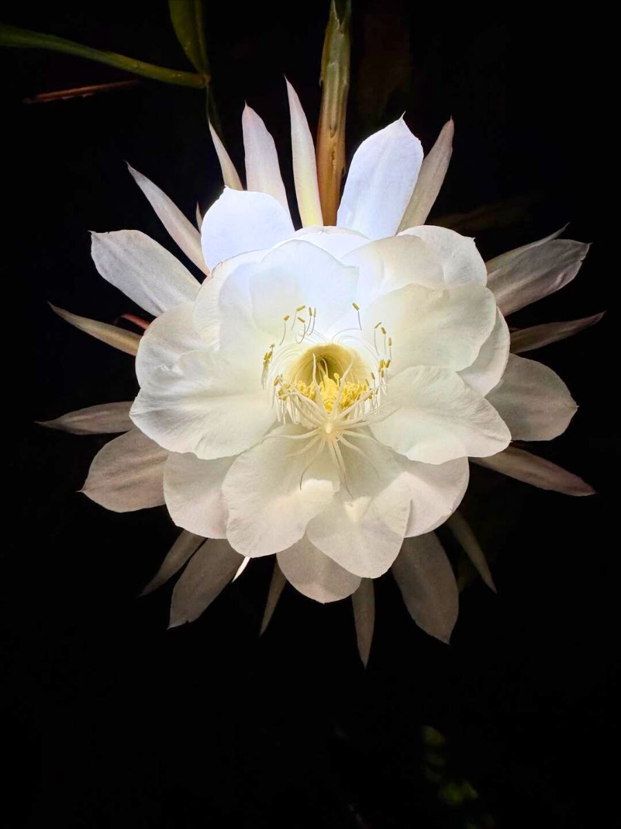 Queen of the Night in full bloom Queen of the Night in full bloom