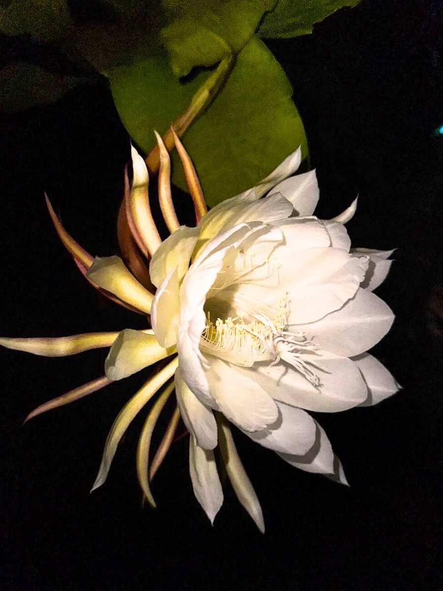 Queen of the night Cactus at night Queen of the night Cactus at night