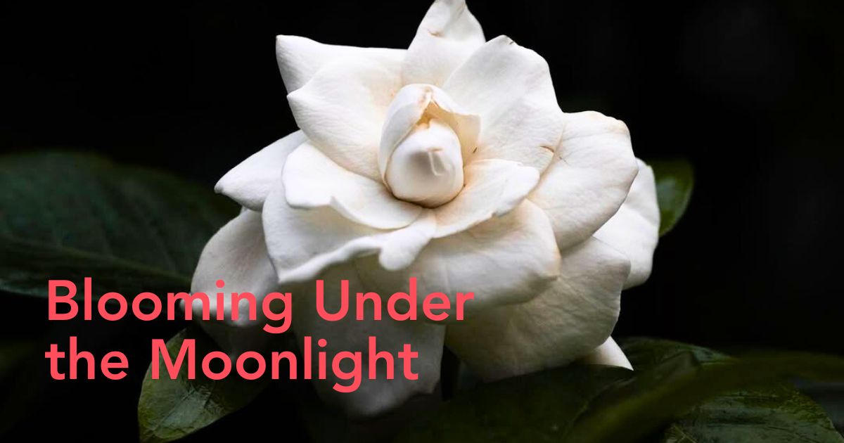 Flowers that glow at night