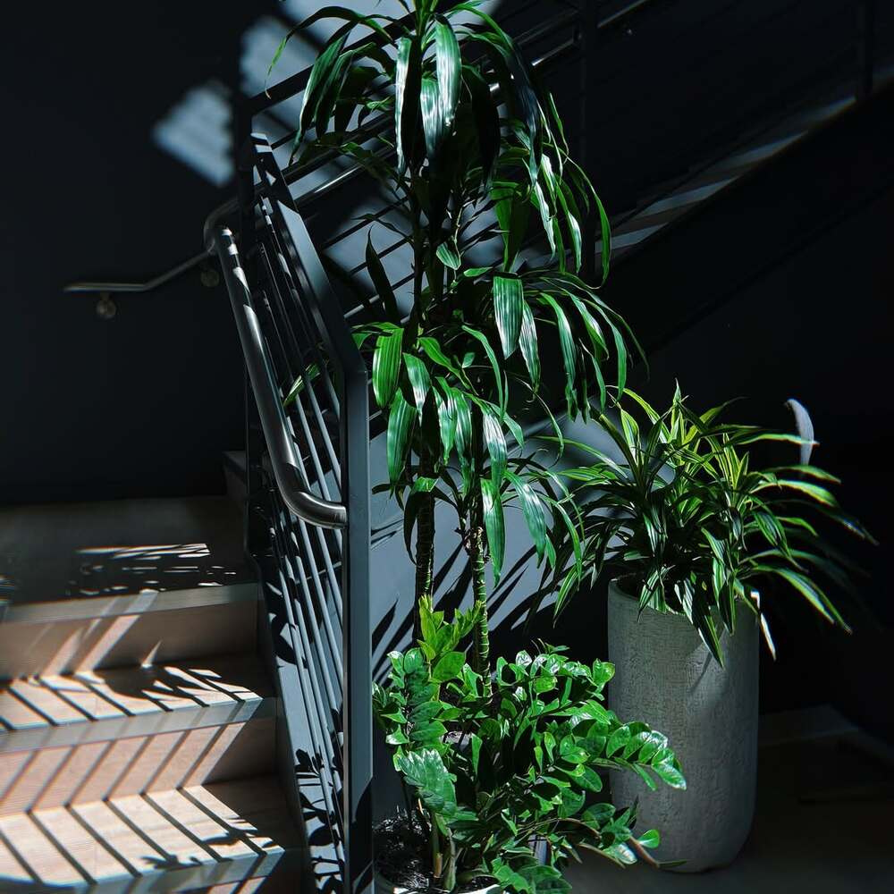 Lush indoor plants near staircase Lush indoor plants near staircase