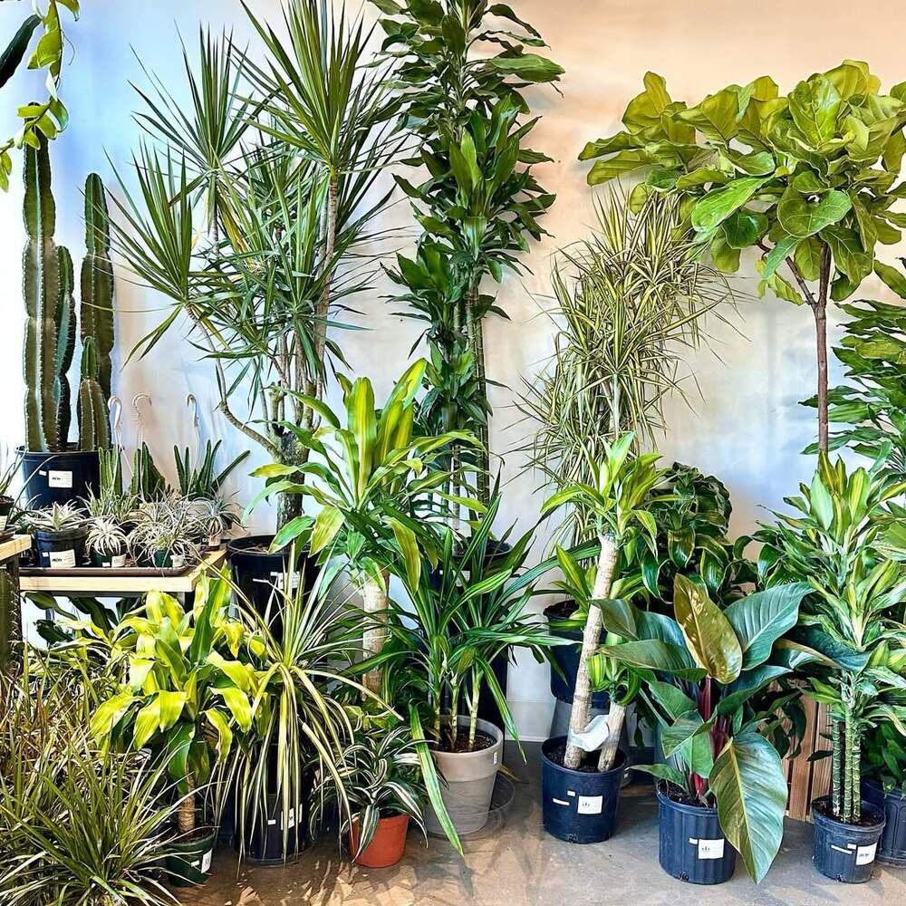 Assortment of vibrant indoor plants Assortment of vibrant indoor plants