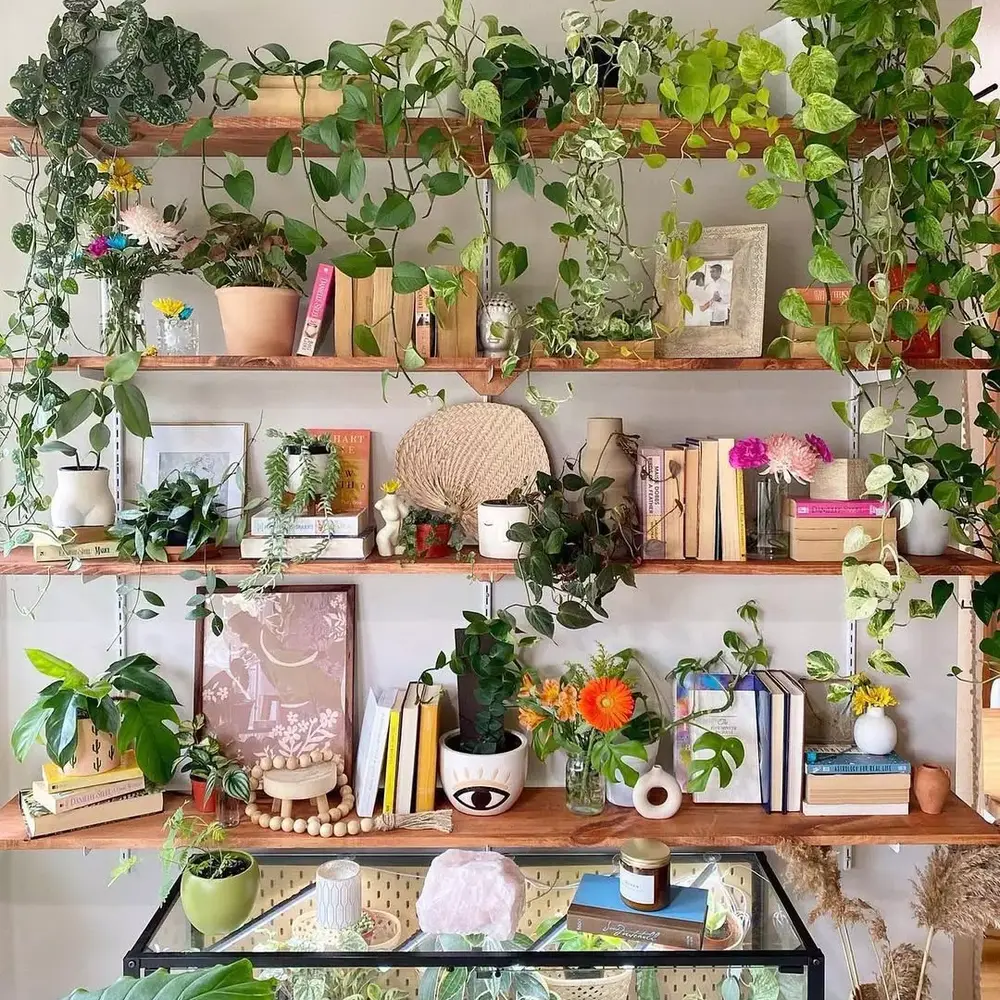 Indoor shelving with many trailing plants Indoor shelving with many trailing plants