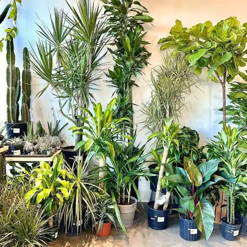 Innovative Indoor Garden Windows Feature Image
