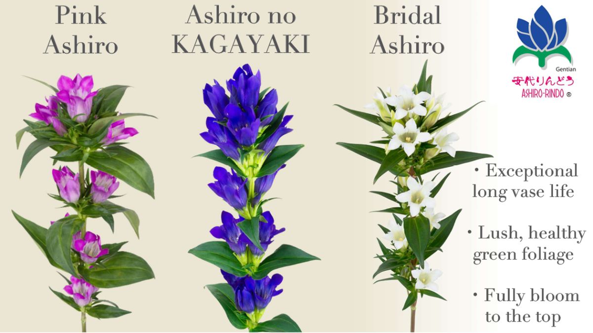 Various Ashiro by Ashiro-Rindo Gentian