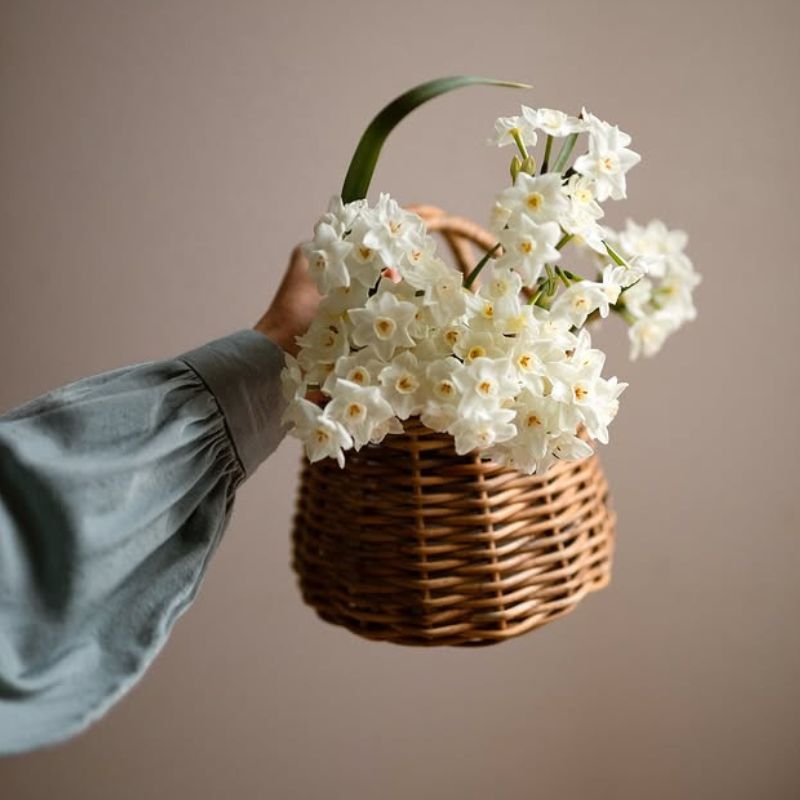 Narcissus Paperwhite by .Yukiko