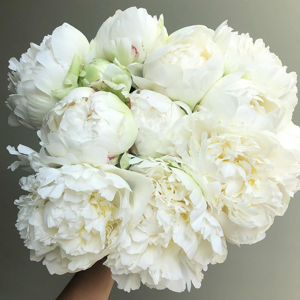 Peony Ivory Victory by mypeonysociety