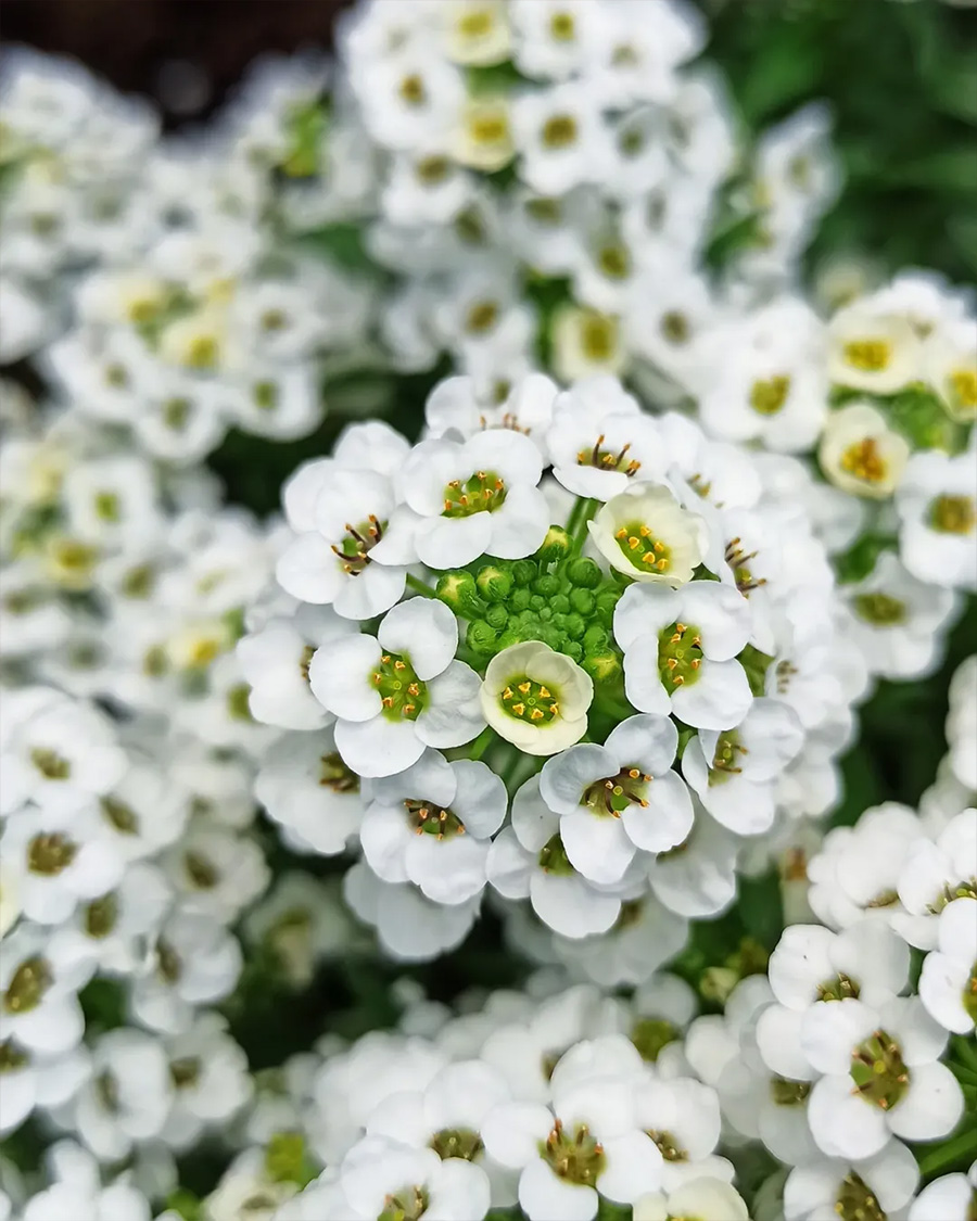Alyssum by mnemosyne7294