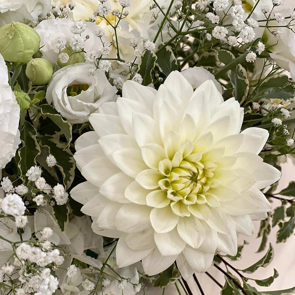 Dahlia Karmen Maarten Zwaan by mydahliasociety