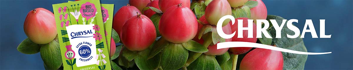 Banner Chrysal Hypericum 25 Desktop.jpg Banner Chrysal Hypericum 25 Desktop.jpg