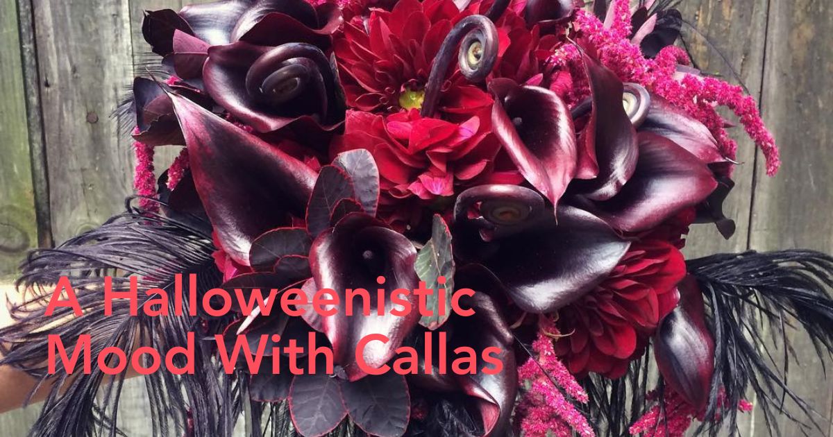 Callas for Halloween