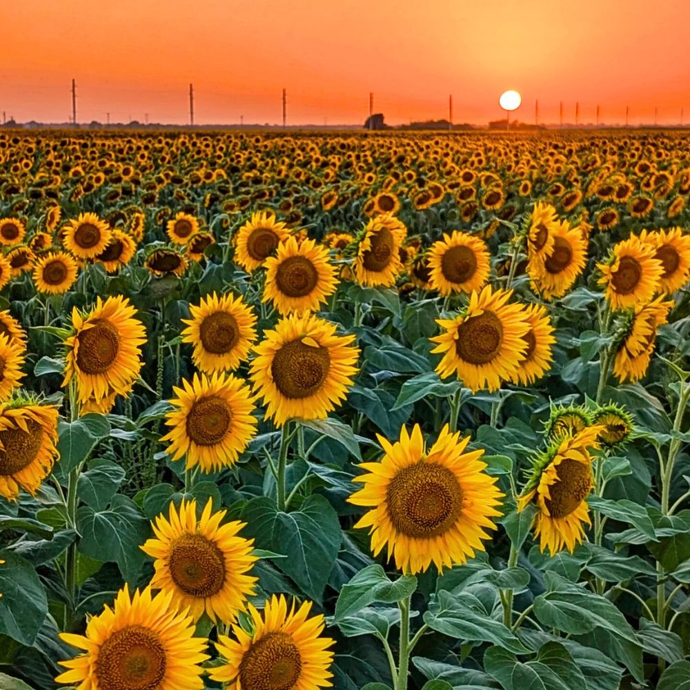 Sunflower meaning Sunflower meaning