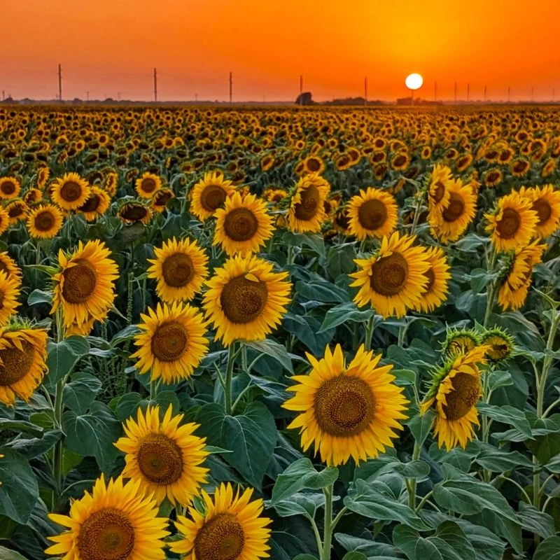 Sunflower meaning and symbolism