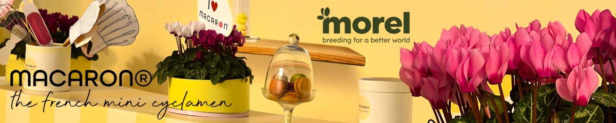Banner MorelMacaron