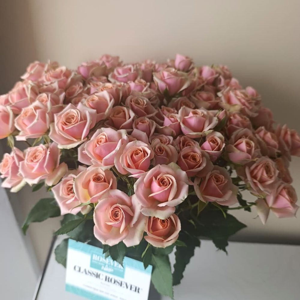 Spray Rose Classic Rosever from the breeder Nirp International 10 Questions to Fred Okinda