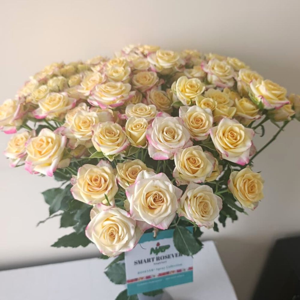 Spray Rose Smart Rosever 10 Questions to Fred Okinda