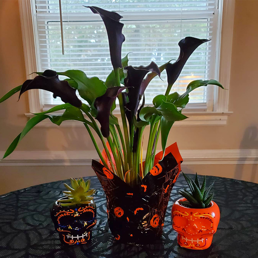 Black calla lily plant by ohsheila_lolly Black calla lily plant by ohsheila_lolly