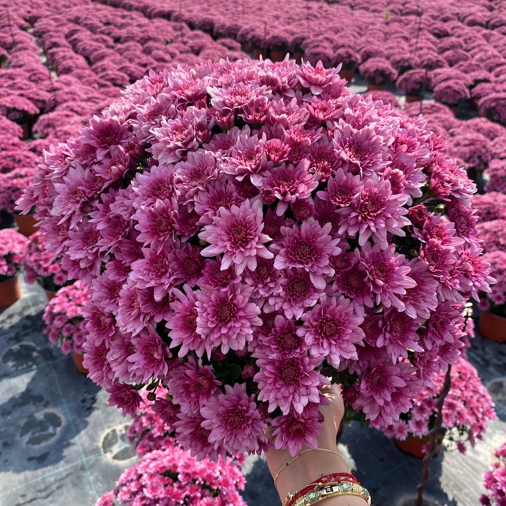 November, unlike other months, that have two birth flowers, has only one birth flower - Disbudded Heirloom Chrysanthemum